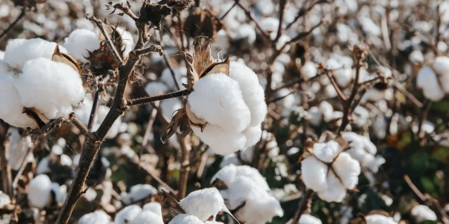 Cotton Season - Bus Tour