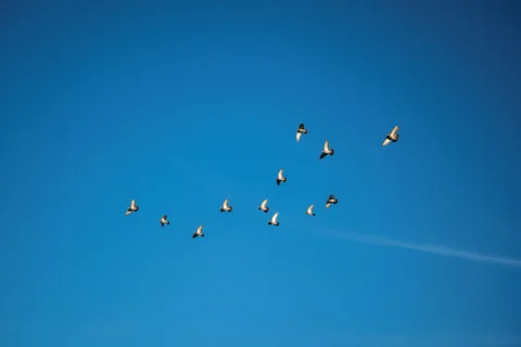 Bird Watching